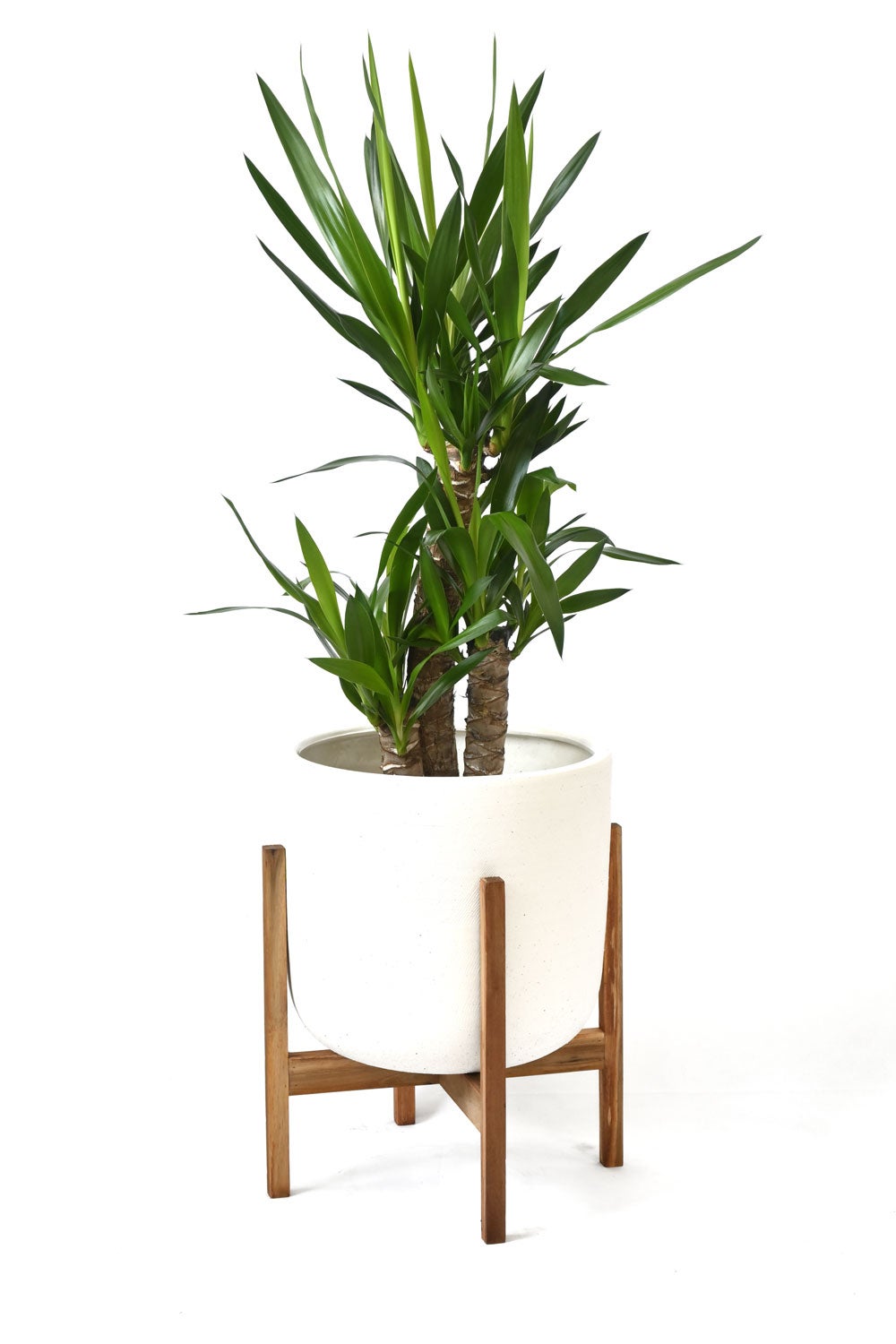 観葉植物 通販 ユッカ・エレファンティペス 7号鉢 ルーケト鉢カバー付 観葉植物 本物