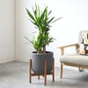 観葉植物 通販 ユッカ・エレファンティペス 7号鉢 ルーケト鉢カバー付 観葉植物 本物