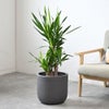 観葉植物 通販 ユッカ・エレファンティペス 7号鉢 ルーケト鉢カバー付 観葉植物 本物