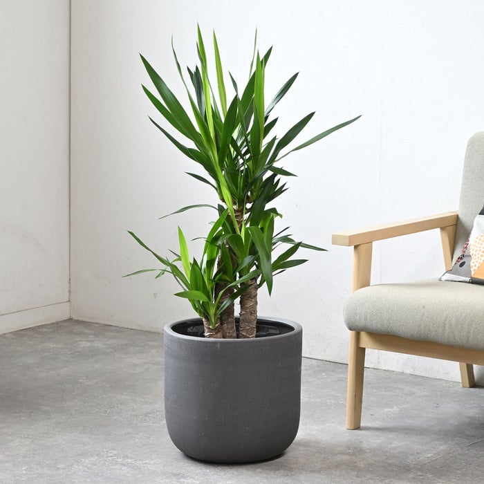 観葉植物 通販 ユッカ・エレファンティペス 7号鉢 ルーケト鉢カバー付 観葉植物 本物