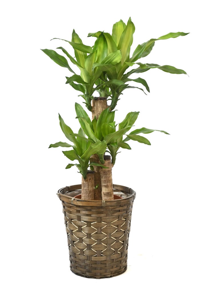 観葉植物 通販 幸福の木（ドラセナ・マッサンゲアナ） 7号鉢 キャラメルブラウン鉢カバー付 観葉植物 本物