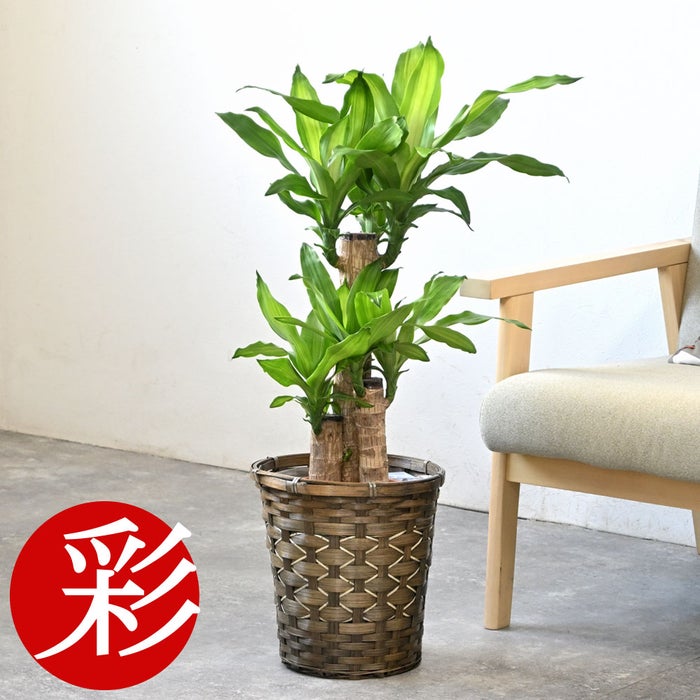 観葉植物 通販 幸福の木（ドラセナ・マッサンゲアナ） 7号鉢 キャラメルブラウン鉢カバー付 観葉植物 本物