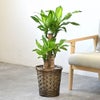 観葉植物 通販 幸福の木（ドラセナ・マッサンゲアナ） 7号鉢 キャラメルブラウン鉢カバー付 観葉植物 本物