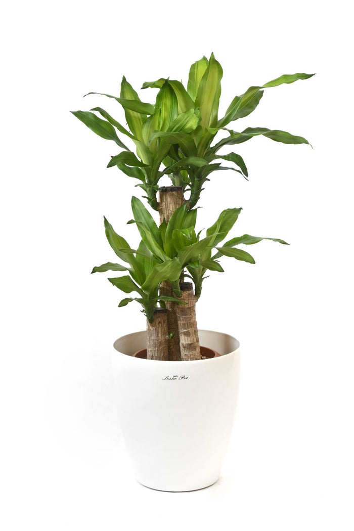 観葉植物 通販 幸福の木（ドラセナ・マッサンゲアナ） 7号鉢 ラスター白鉢カバー付 観葉植物 本物