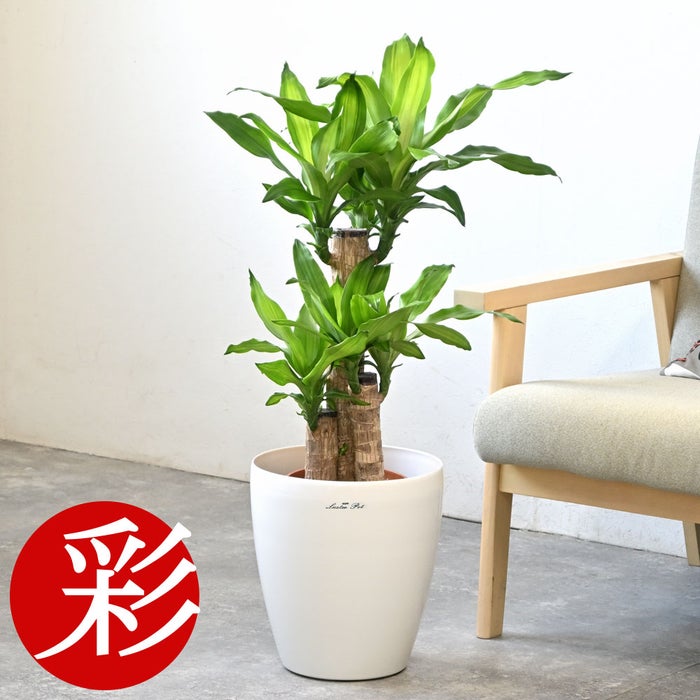 観葉植物 通販 幸福の木（ドラセナ・マッサンゲアナ） 7号鉢 ラスター白鉢カバー付 観葉植物 本物
