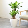 観葉植物 通販 幸福の木（ドラセナ・マッサンゲアナ） 7号鉢 ラスター白鉢カバー付 観葉植物 本物