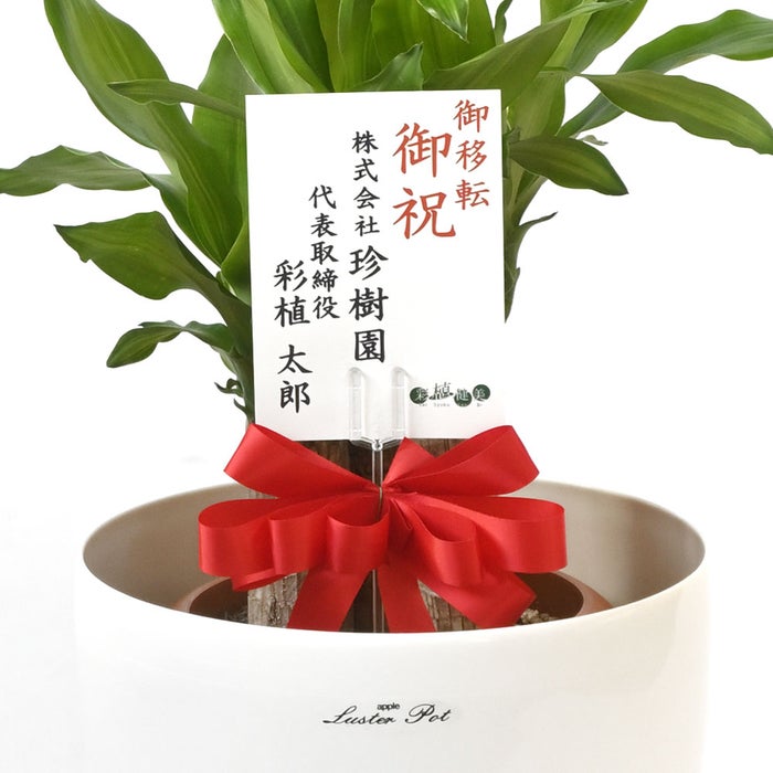 観葉植物 通販 幸福の木（ドラセナ・マッサンゲアナ） 7号鉢 ラスター白鉢カバー付 観葉植物 本物