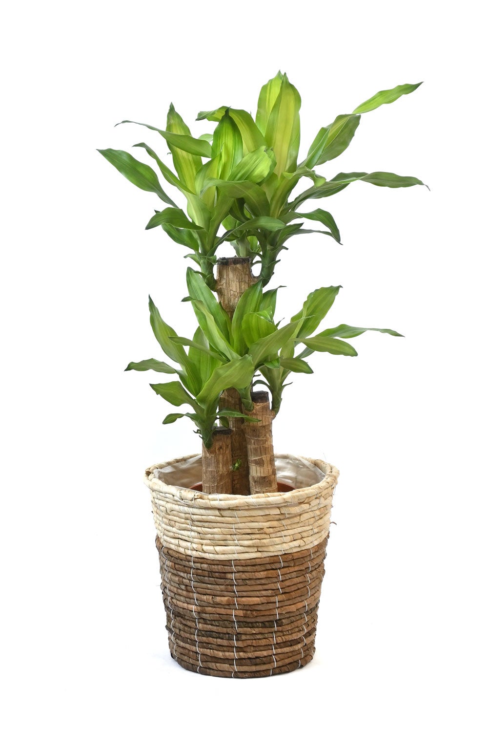観葉植物 通販 幸福の木（ドラセナ・マッサンゲアナ） 7号鉢 ツートーン鉢カバー付 観葉植物 本物