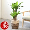 観葉植物 通販 幸福の木（ドラセナ・マッサンゲアナ） 7号鉢 ツートーン鉢カバー付 観葉植物 本物