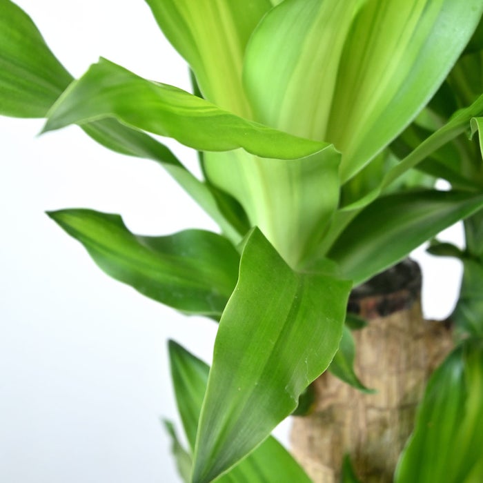 観葉植物 通販 幸福の木（ドラセナ・マッサンゲアナ） 7号鉢 ツートーン鉢カバー付 観葉植物 本物