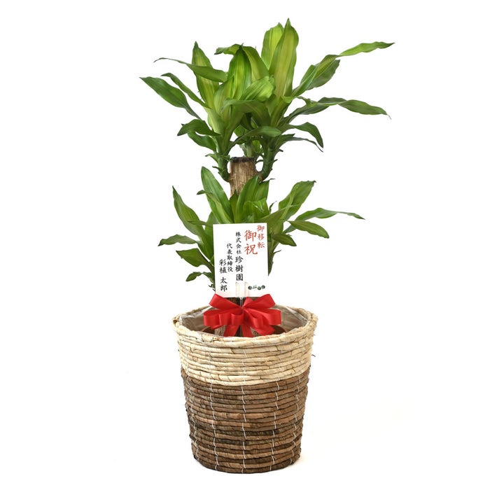 観葉植物 通販 幸福の木（ドラセナ・マッサンゲアナ） 7号鉢 ツートーン鉢カバー付 観葉植物 本物