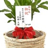 観葉植物 通販 幸福の木（ドラセナ・マッサンゲアナ） 7号鉢 ツートーン鉢カバー付 観葉植物 本物