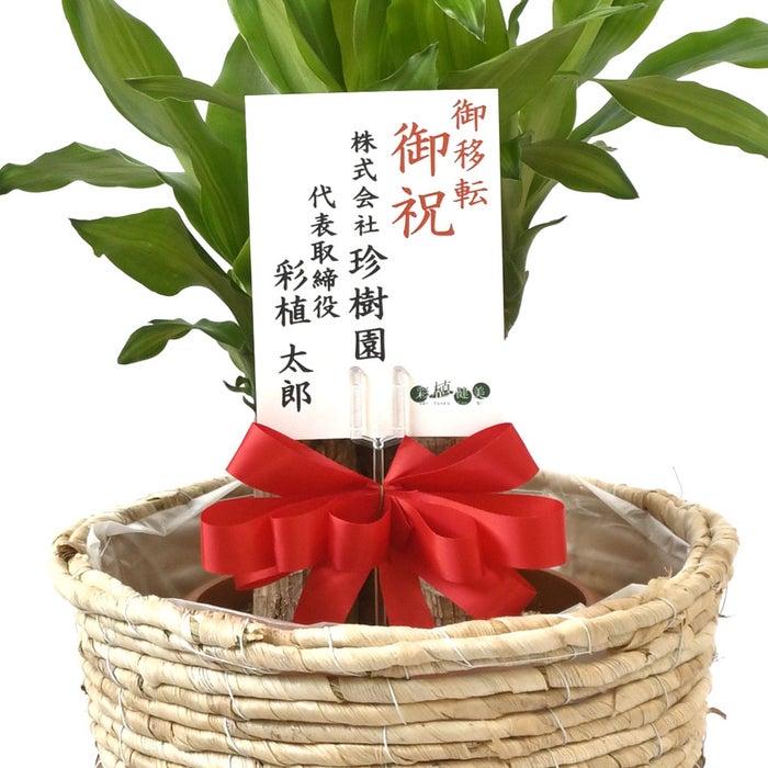 観葉植物 通販 幸福の木（ドラセナ・マッサンゲアナ） 7号鉢 ツートーン鉢カバー付 観葉植物 本物