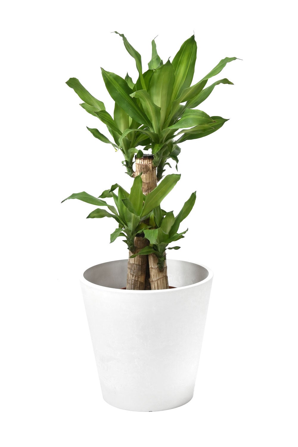 観葉植物 通販 幸福の木（ドラセナ・マッサンゲアナ） 7号鉢 ガルボ鉢カバー付 観葉植物 本物