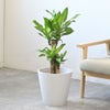 観葉植物 通販 幸福の木（ドラセナ・マッサンゲアナ） 7号鉢 ガルボ鉢カバー付 観葉植物 本物