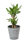 観葉植物 通販 幸福の木（ドラセナ・マッサンゲアナ） 7号鉢 エコフレンドリーポット鉢カバー付 観葉植物 本物