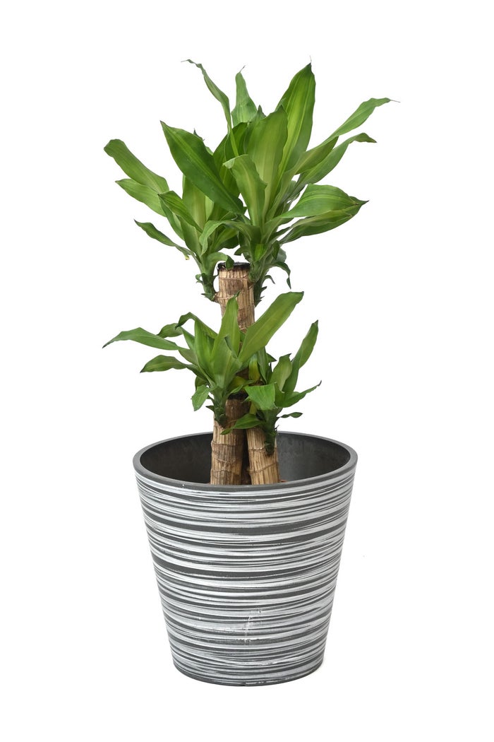 観葉植物 通販 幸福の木（ドラセナ・マッサンゲアナ） 7号鉢 エコフレンドリーポット鉢カバー付 観葉植物 本物