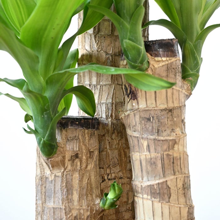 観葉植物 通販 幸福の木（ドラセナ・マッサンゲアナ） 7号鉢 エコフレンドリーポット鉢カバー付 観葉植物 本物