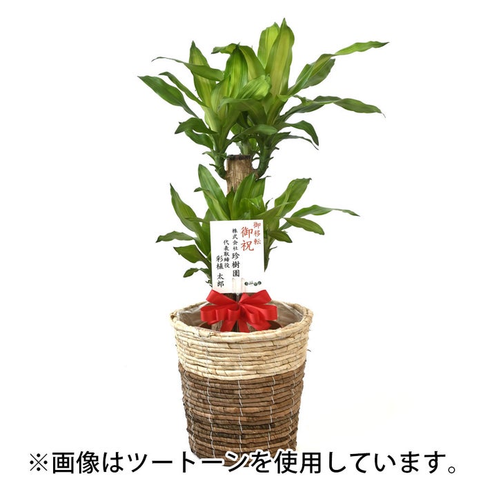 観葉植物 通販 幸福の木（ドラセナ・マッサンゲアナ） 7号鉢 エコフレンドリーポット鉢カバー付 観葉植物 本物
