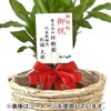 観葉植物 通販 幸福の木（ドラセナ・マッサンゲアナ） 7号鉢 エコフレンドリーポット鉢カバー付 観葉植物 本物