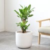 観葉植物 通販 幸福の木（ドラセナ・マッサンゲアナ） 7号鉢 ルーケト鉢カバー付 観葉植物 本物