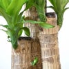 観葉植物 通販 幸福の木（ドラセナ・マッサンゲアナ） 7号鉢 ルーケト鉢カバー付 観葉植物 本物