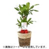 観葉植物 通販 幸福の木（ドラセナ・マッサンゲアナ） 7号鉢 ルーケト鉢カバー付 観葉植物 本物