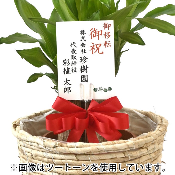 観葉植物 通販 幸福の木（ドラセナ・マッサンゲアナ） 7号鉢 ルーケト鉢カバー付 観葉植物 本物