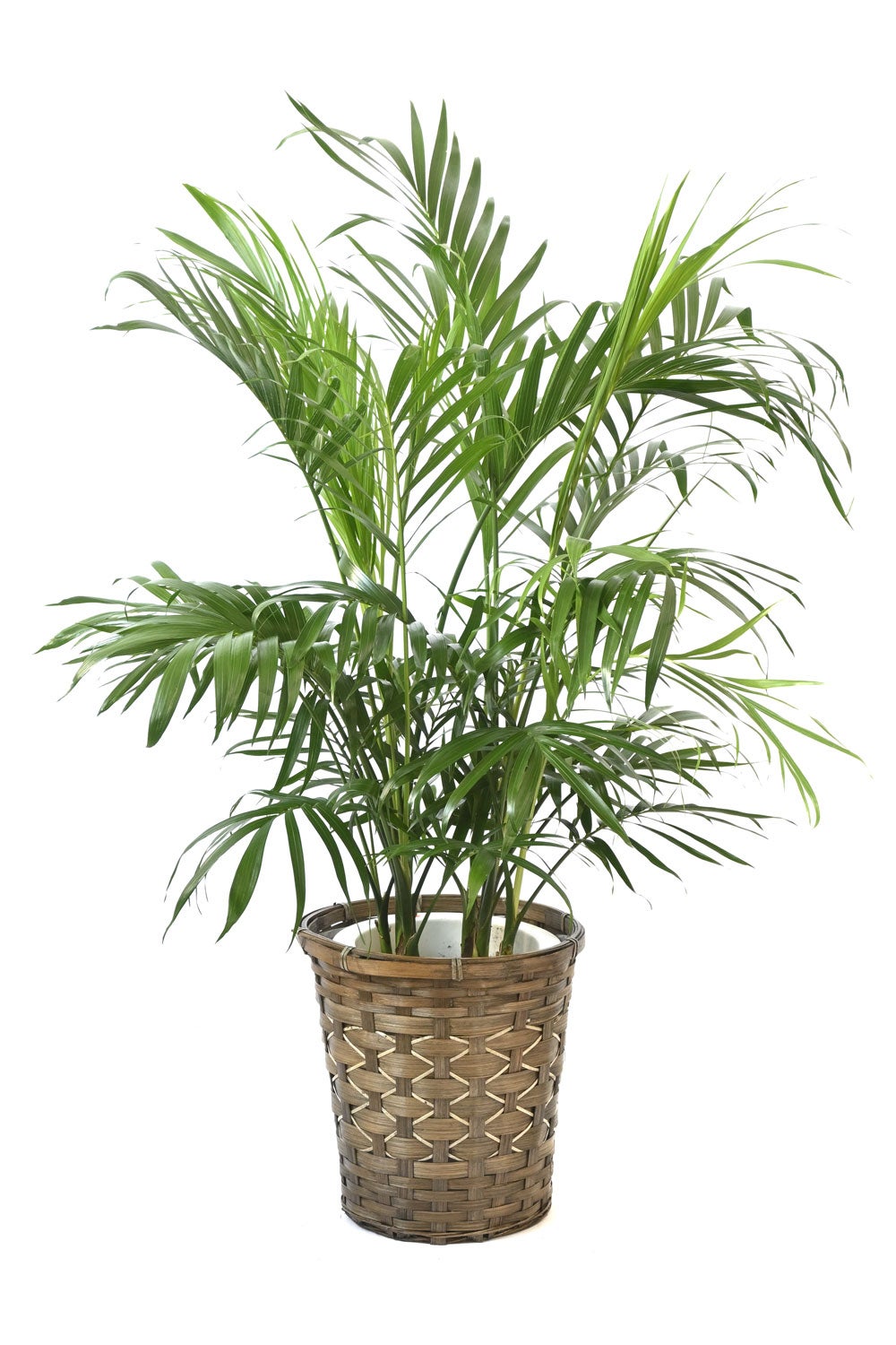 観葉植物 通販 メキシコ ケンチャヤシ 7号鉢 キャラメルブラウン鉢カバー付 観葉植物 本物