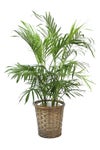 観葉植物 通販 メキシコ ケンチャヤシ 7号鉢 キャラメルブラウン鉢カバー付 観葉植物 本物