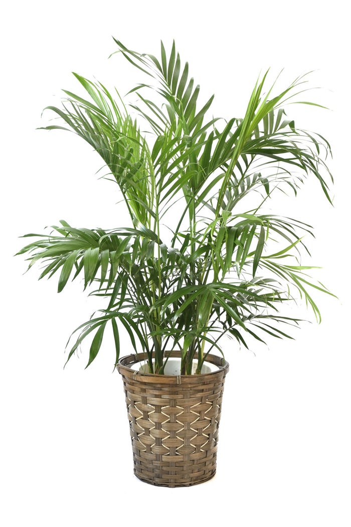 観葉植物 通販 メキシコ ケンチャヤシ 7号鉢 キャラメルブラウン鉢カバー付 観葉植物 本物