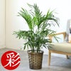 観葉植物 通販 メキシコ ケンチャヤシ 7号鉢 キャラメルブラウン鉢カバー付 観葉植物 本物