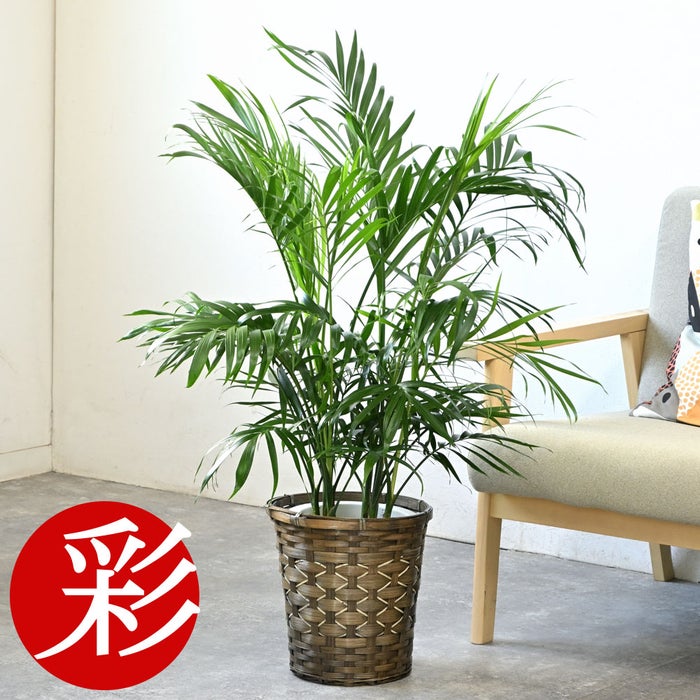 観葉植物 通販 メキシコ ケンチャヤシ 7号鉢 キャラメルブラウン鉢カバー付 観葉植物 本物