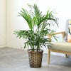 観葉植物 通販 メキシコ ケンチャヤシ 7号鉢 キャラメルブラウン鉢カバー付 観葉植物 本物