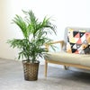 観葉植物 通販 メキシコ ケンチャヤシ 7号鉢 キャラメルブラウン鉢カバー付 観葉植物 本物