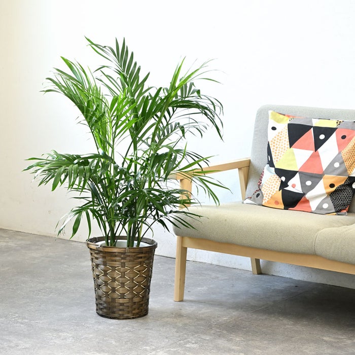 観葉植物 通販 メキシコ ケンチャヤシ 7号鉢 キャラメルブラウン鉢カバー付 観葉植物 本物