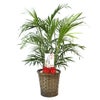 観葉植物 通販 メキシコ ケンチャヤシ 7号鉢 キャラメルブラウン鉢カバー付 観葉植物 本物