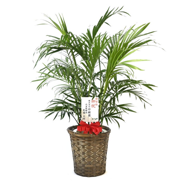 観葉植物 通販 メキシコ ケンチャヤシ 7号鉢 キャラメルブラウン鉢カバー付 観葉植物 本物