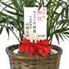 観葉植物 通販 メキシコ ケンチャヤシ 7号鉢 キャラメルブラウン鉢カバー付 観葉植物 本物