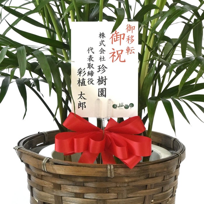 観葉植物 通販 メキシコ ケンチャヤシ 7号鉢 キャラメルブラウン鉢カバー付 観葉植物 本物
