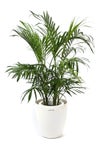 観葉植物 通販 メキシコ ケンチャヤシ 7号鉢 ラスター白鉢カバー付 観葉植物 本物