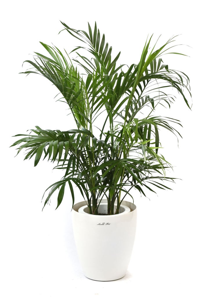 観葉植物 通販 メキシコ ケンチャヤシ 7号鉢 ラスター白鉢カバー付 観葉植物 本物