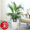 観葉植物 通販 メキシコ ケンチャヤシ 7号鉢 ラスター白鉢カバー付 観葉植物 本物