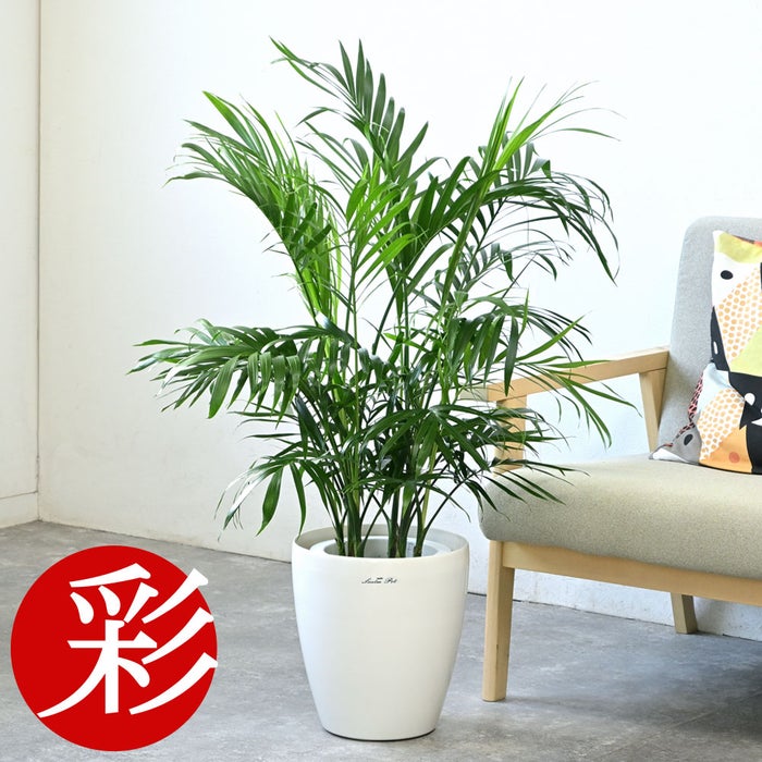 観葉植物 通販 メキシコ ケンチャヤシ 7号鉢 ラスター白鉢カバー付 観葉植物 本物