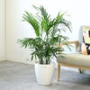 観葉植物 通販 メキシコ ケンチャヤシ 7号鉢 ラスター白鉢カバー付 観葉植物 本物