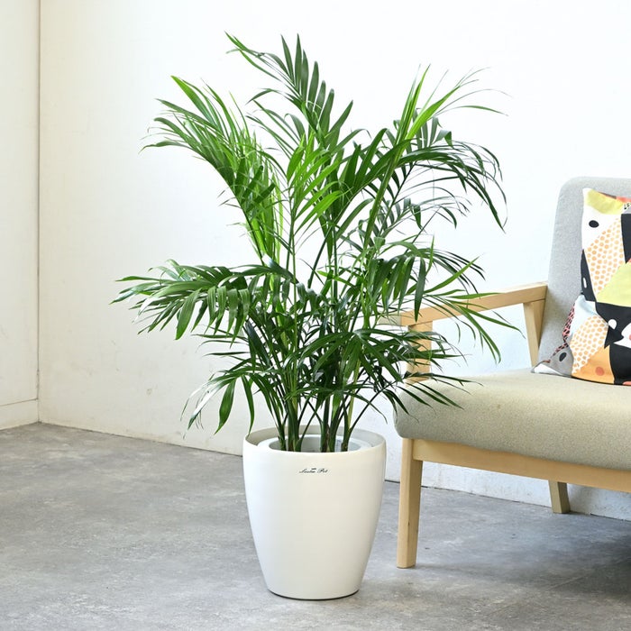 観葉植物 通販 メキシコ ケンチャヤシ 7号鉢 ラスター白鉢カバー付 観葉植物 本物
