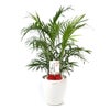 観葉植物 通販 メキシコ ケンチャヤシ 7号鉢 ラスター白鉢カバー付 観葉植物 本物
