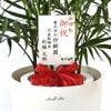 観葉植物 通販 メキシコ ケンチャヤシ 7号鉢 ラスター白鉢カバー付 観葉植物 本物