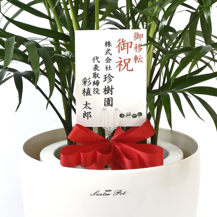 観葉植物 通販 メキシコ ケンチャヤシ 7号鉢 ラスター白鉢カバー付 観葉植物 本物