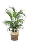 観葉植物 通販 メキシコ ケンチャヤシ 7号鉢 ツートーン鉢カバー付 観葉植物 本物